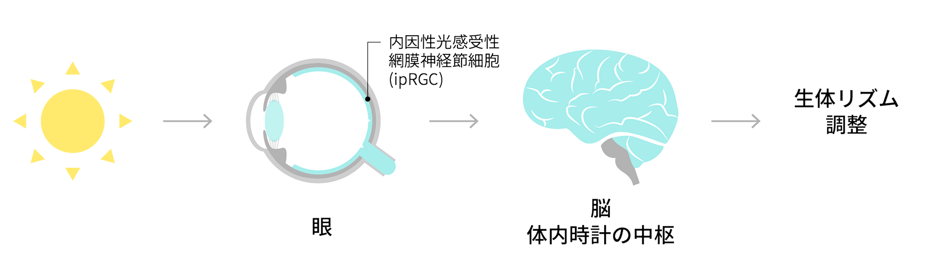 内因性光感受性網膜神経節細胞(ipRGC)の図解